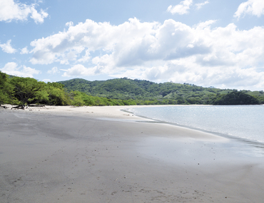 Les cynodonichtys du Costa Rica (partie 1)