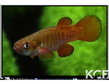 A la recherche de Fundulus cingulatus