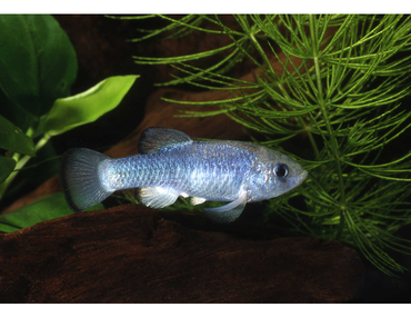 Cyprinodon alvarezi le pupfish de el potosi