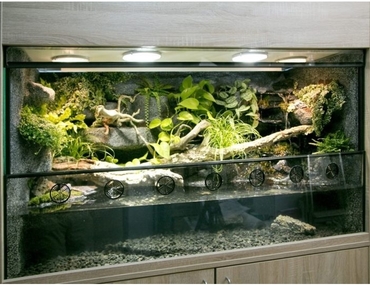 Un aquaterrarium pour une coupe