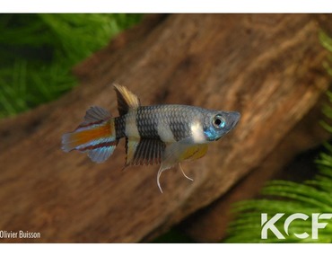 Pseudepiplatys annulatus - Anecdote